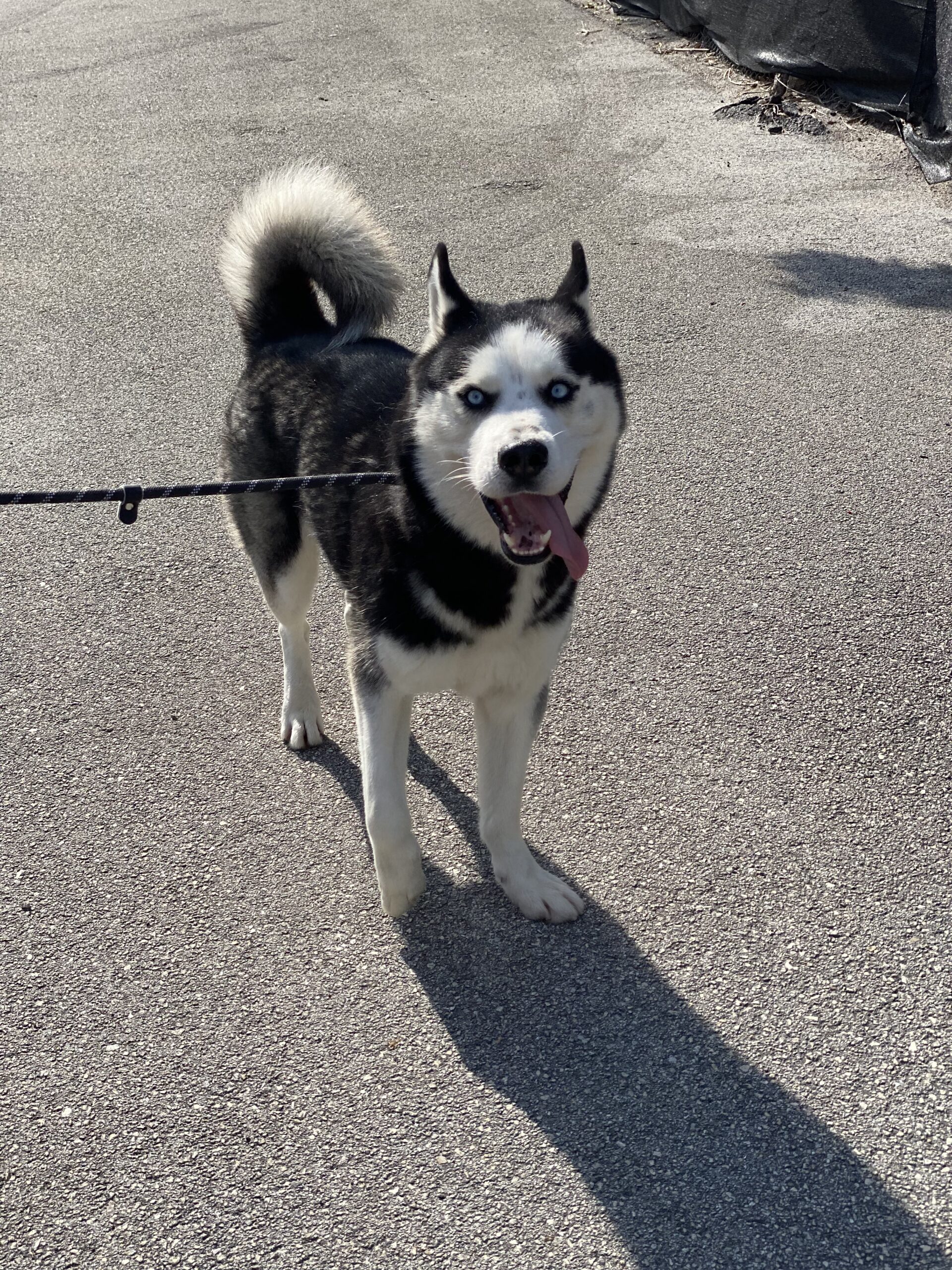 Titan is a 3 year old male Husky