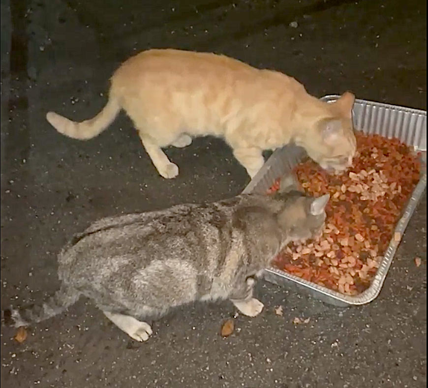 Outdoor Cats being fed